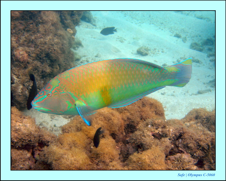 2005 - 11 - Maragogi - parc marin de gales 10.JPG